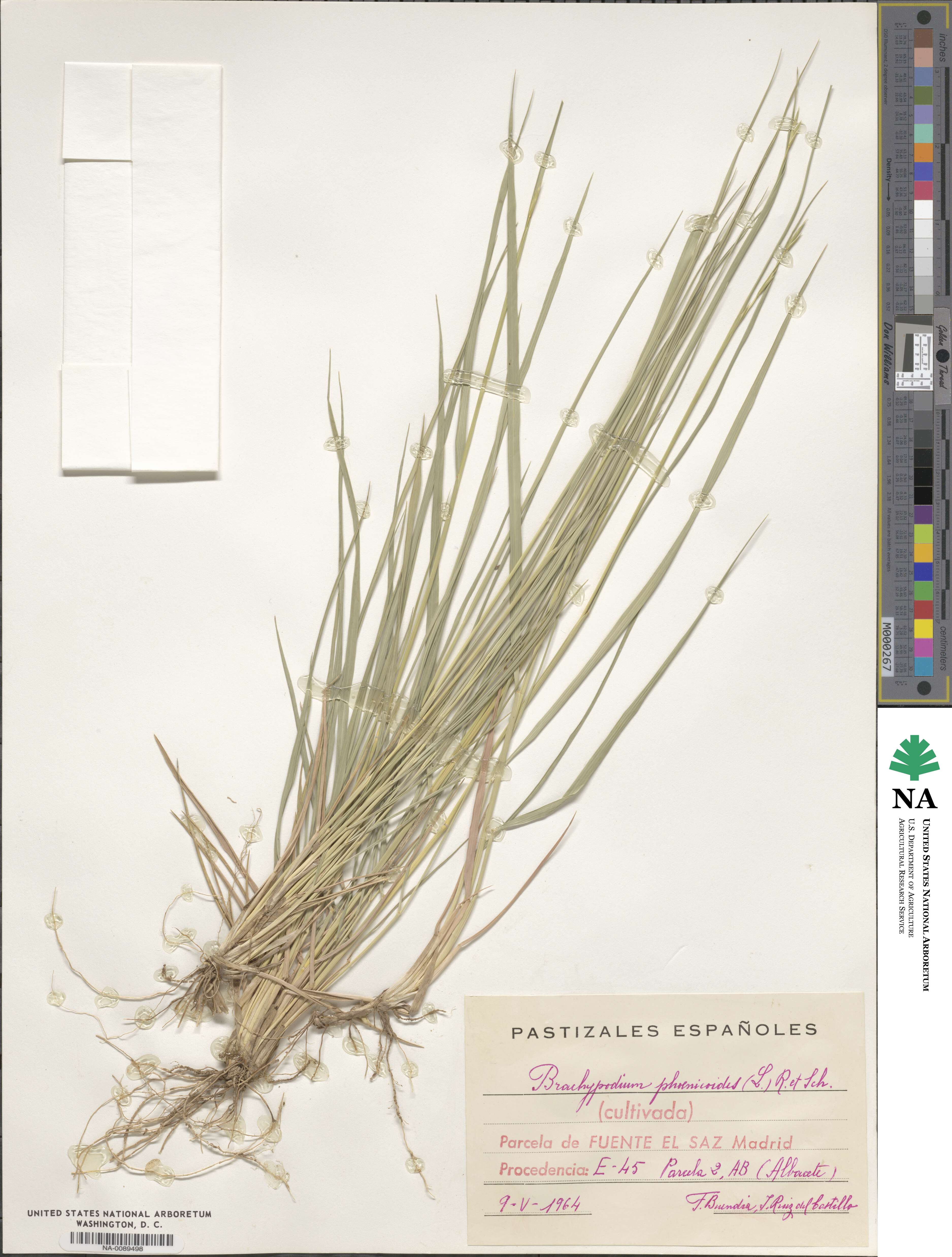Brachypodium phoenicoides image