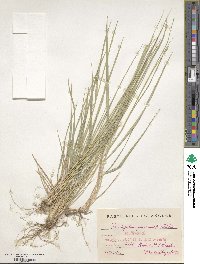 Brachypodium phoenicoides image