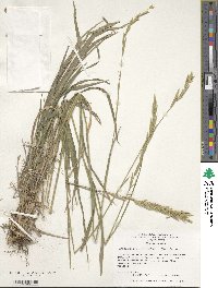 Brachypodium pinnatum image