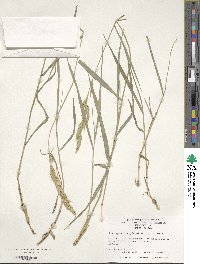 Brachypodium pinnatum image