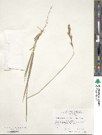 Brachypodium pinnatum image