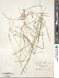 Brachypodium pinnatum image