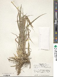 Brachypodium pinnatum image