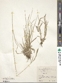 Brachypodium pinnatum image