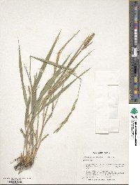 Brachypodium pinnatum image