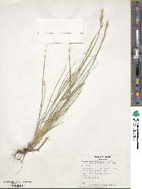 Brachypodium pinnatum image