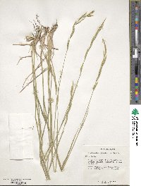 Brachypodium pinnatum image