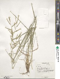 Brachypodium pinnatum image