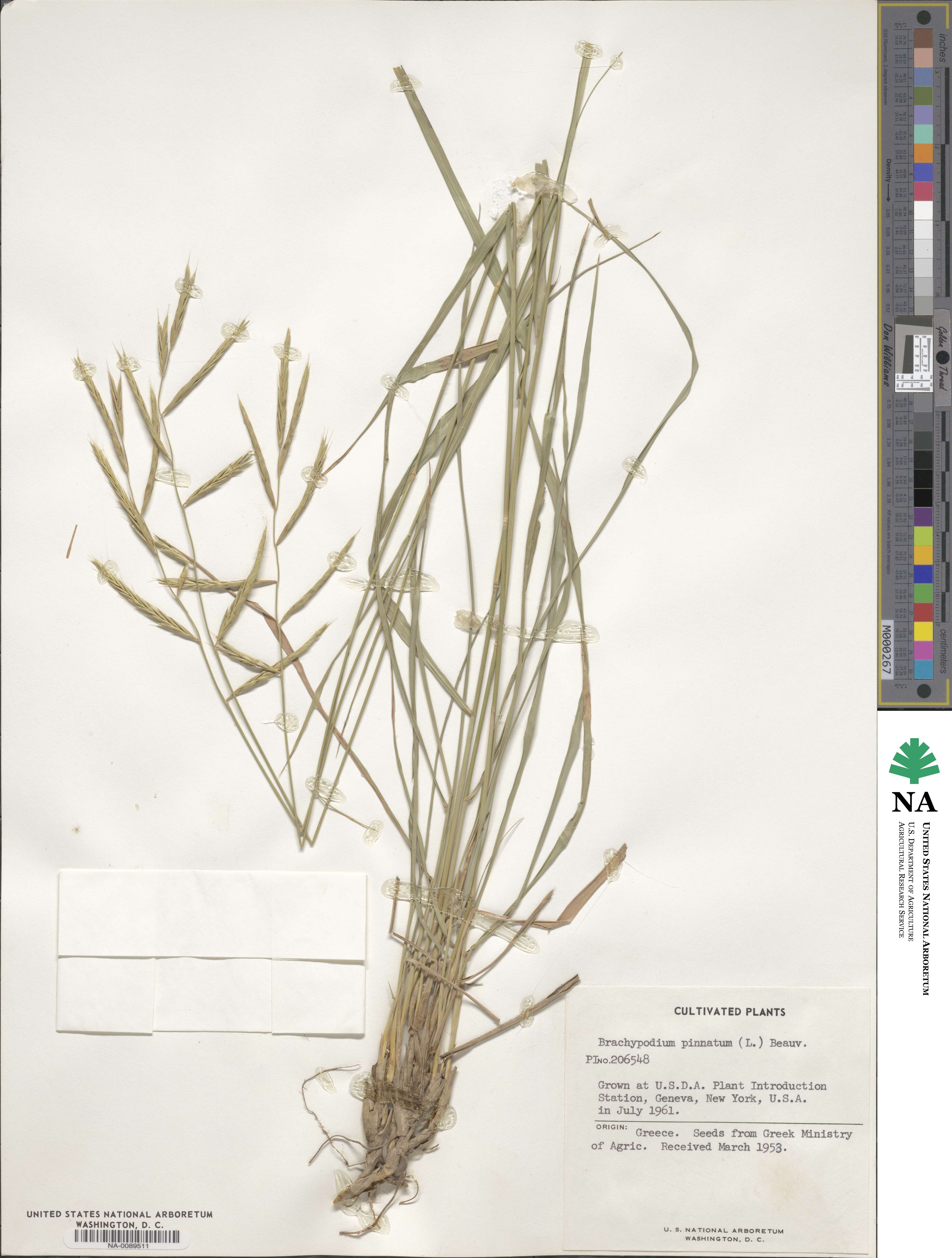 Brachypodium pinnatum image