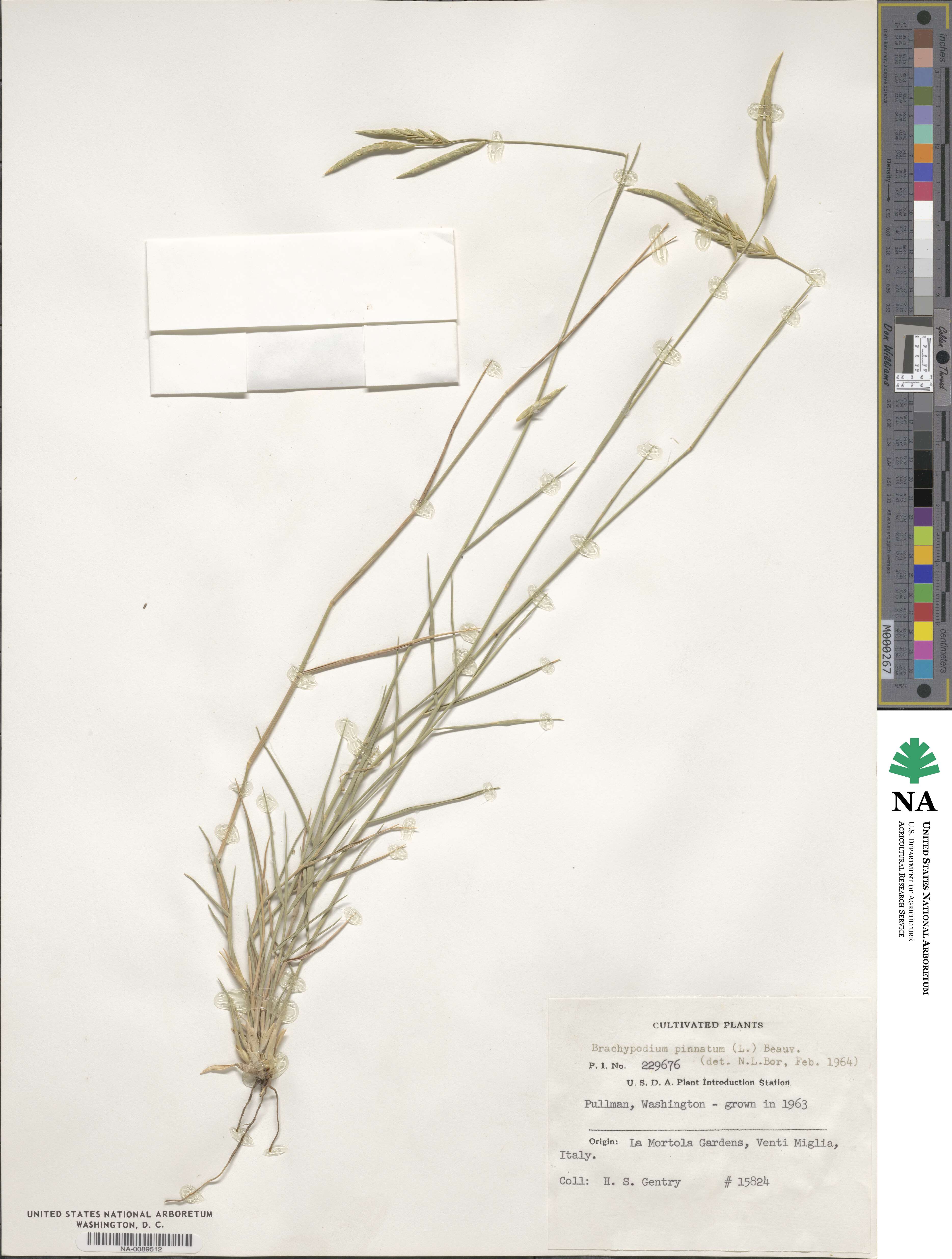 Brachypodium pinnatum image