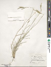 Brachypodium pinnatum image