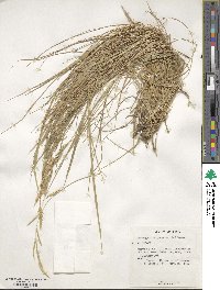 Brachypodium pinnatum image