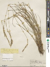 Brachypodium pinnatum image