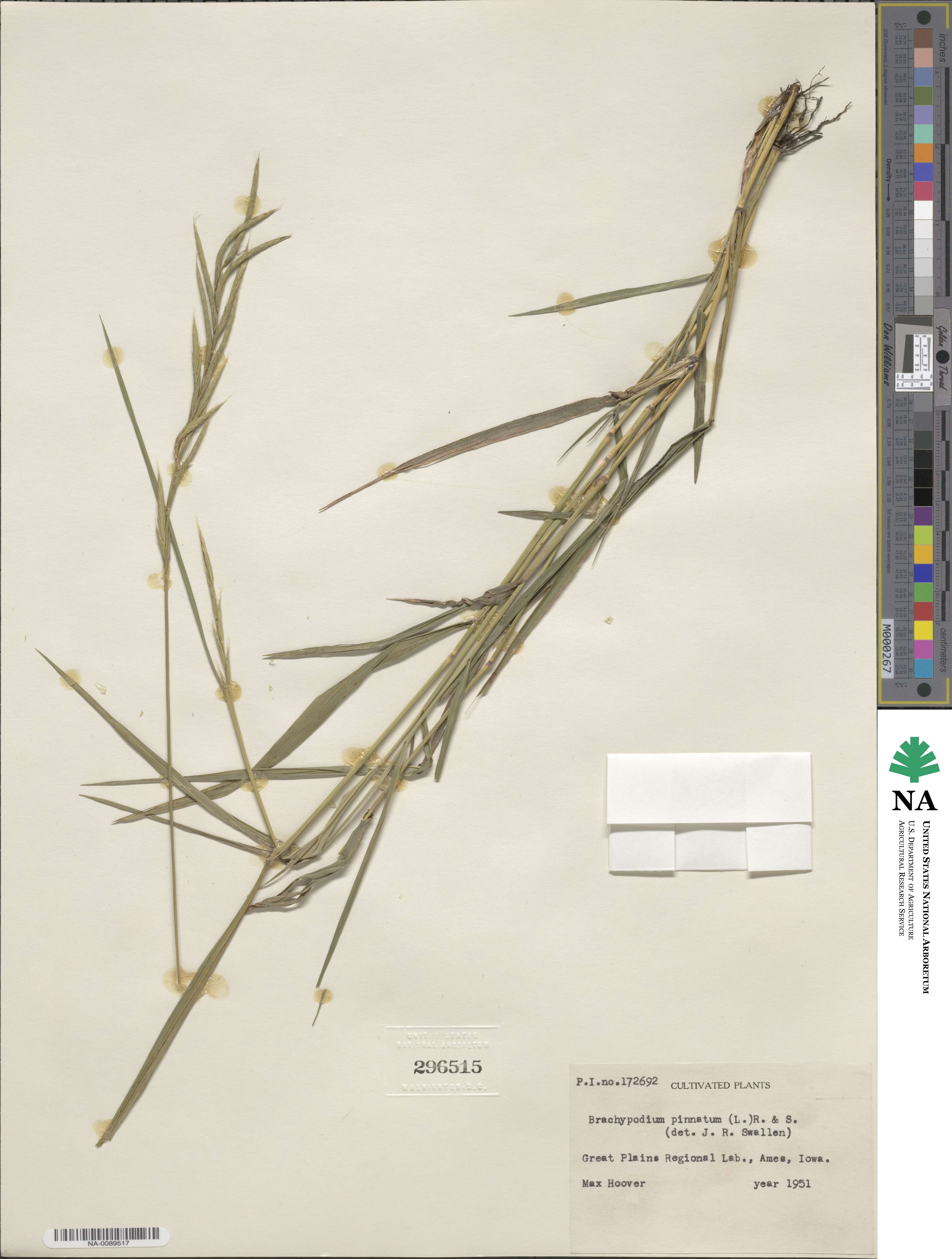 Brachypodium pinnatum image