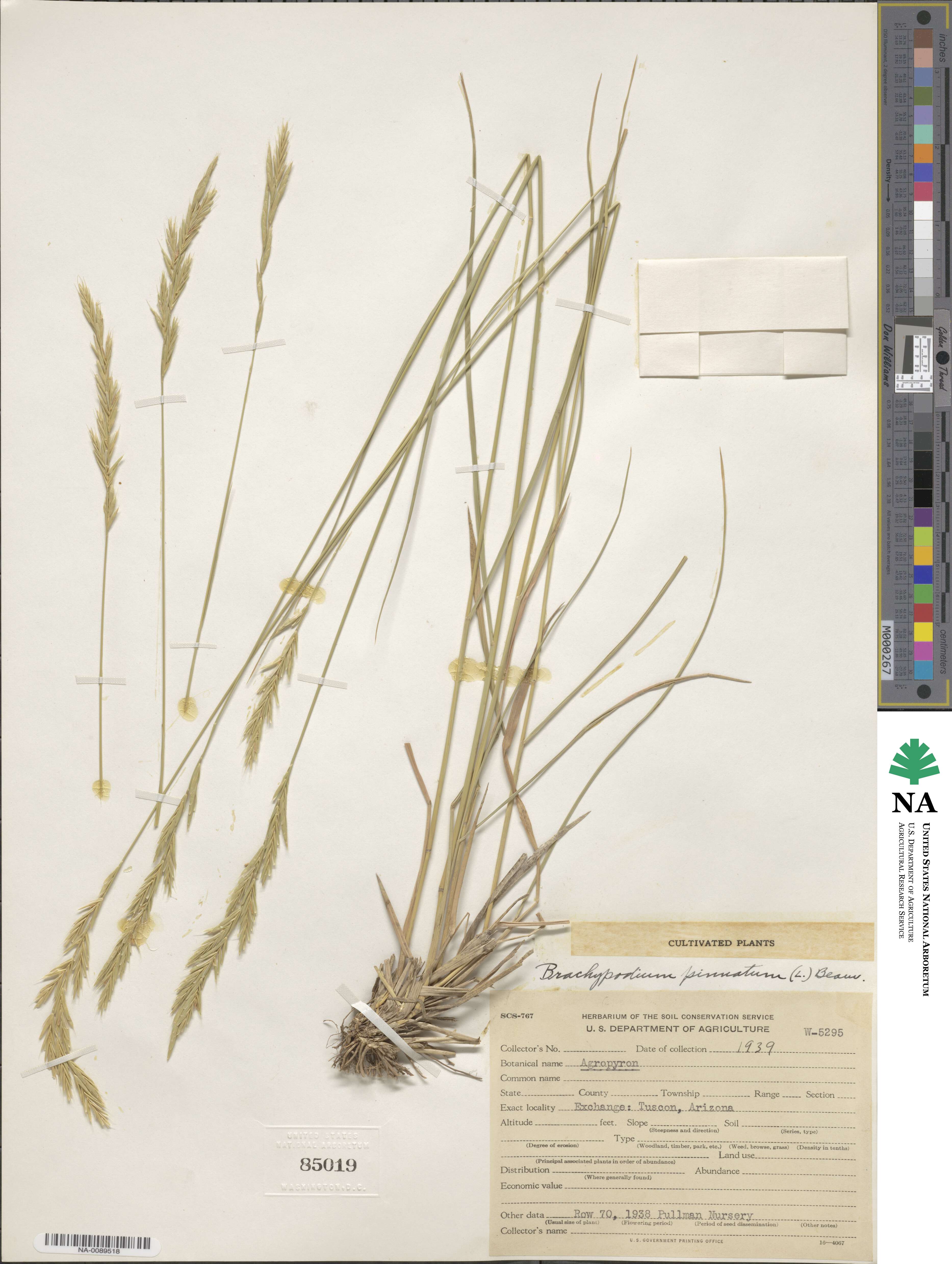Brachypodium pinnatum image