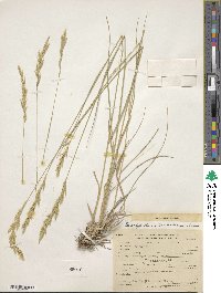 Brachypodium pinnatum image