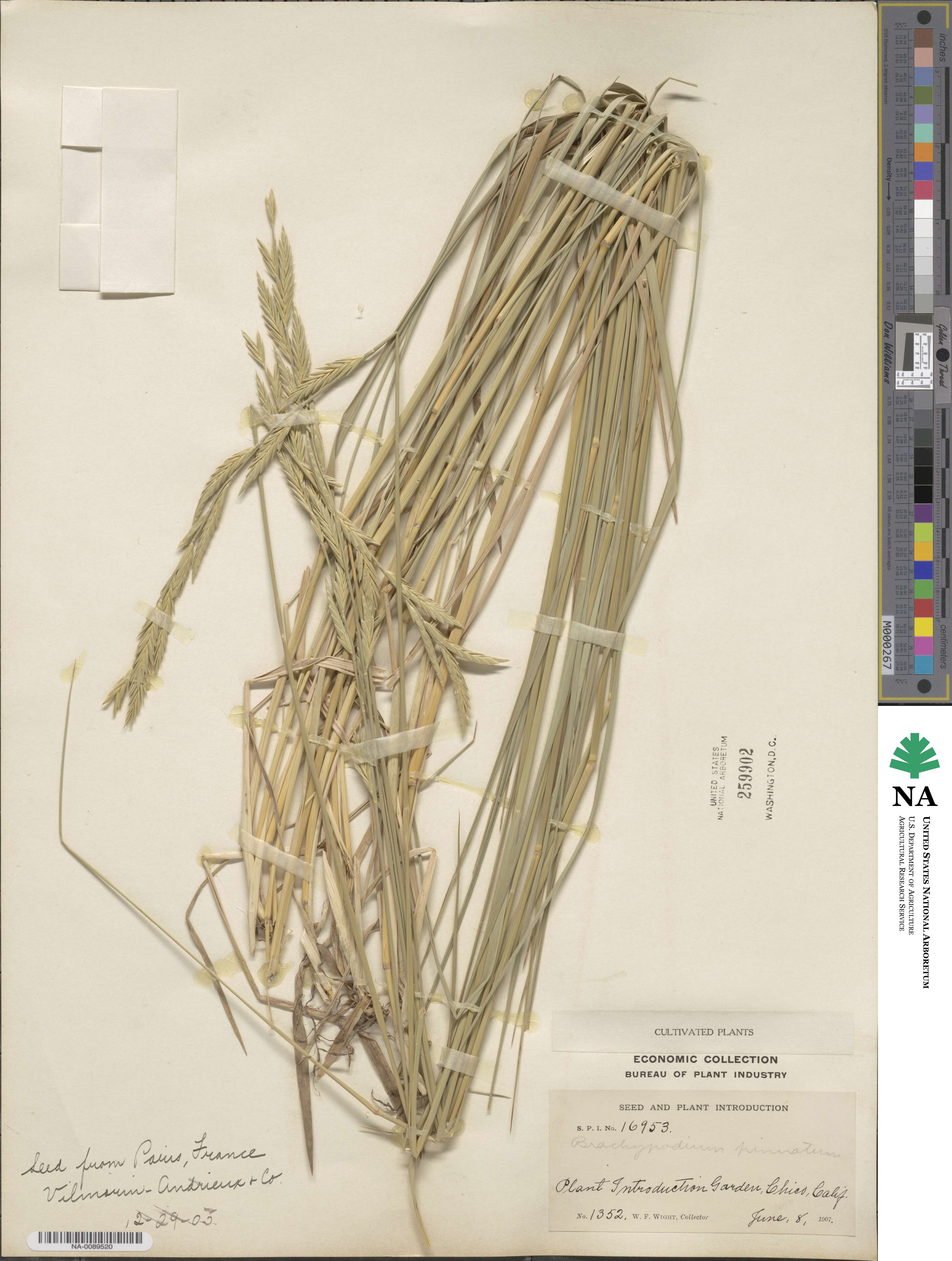 Brachypodium pinnatum image