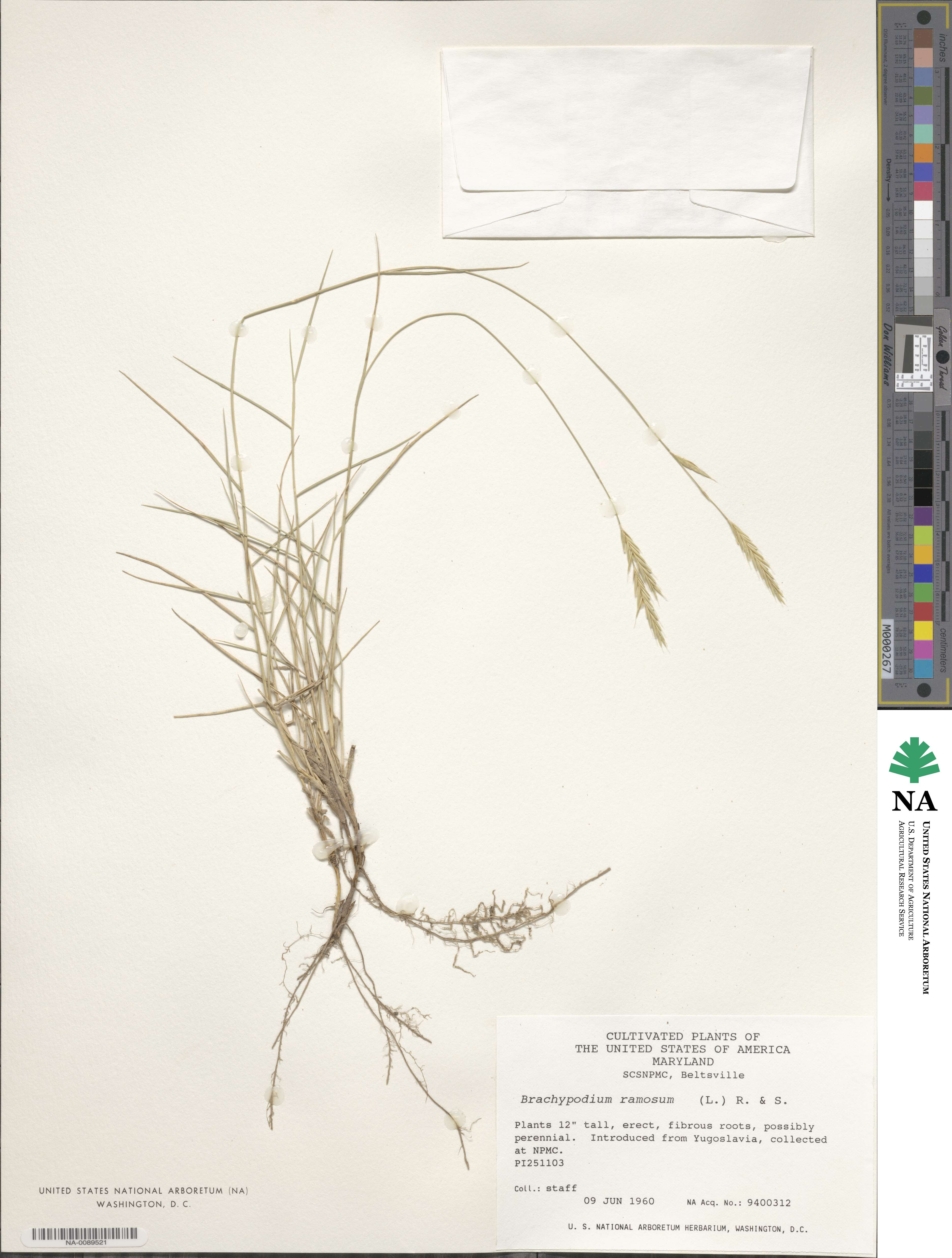 Brachypodium retusum image