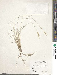 Brachypodium retusum image