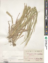 Brachypodium sylvaticum image