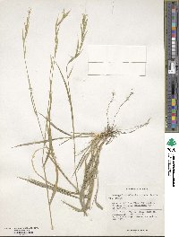 Brachypodium sylvaticum image