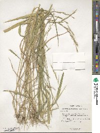 Brachypodium sylvaticum image