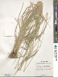 Brachypodium sylvaticum image