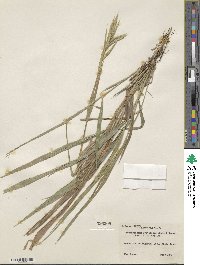 Brachypodium sylvaticum image