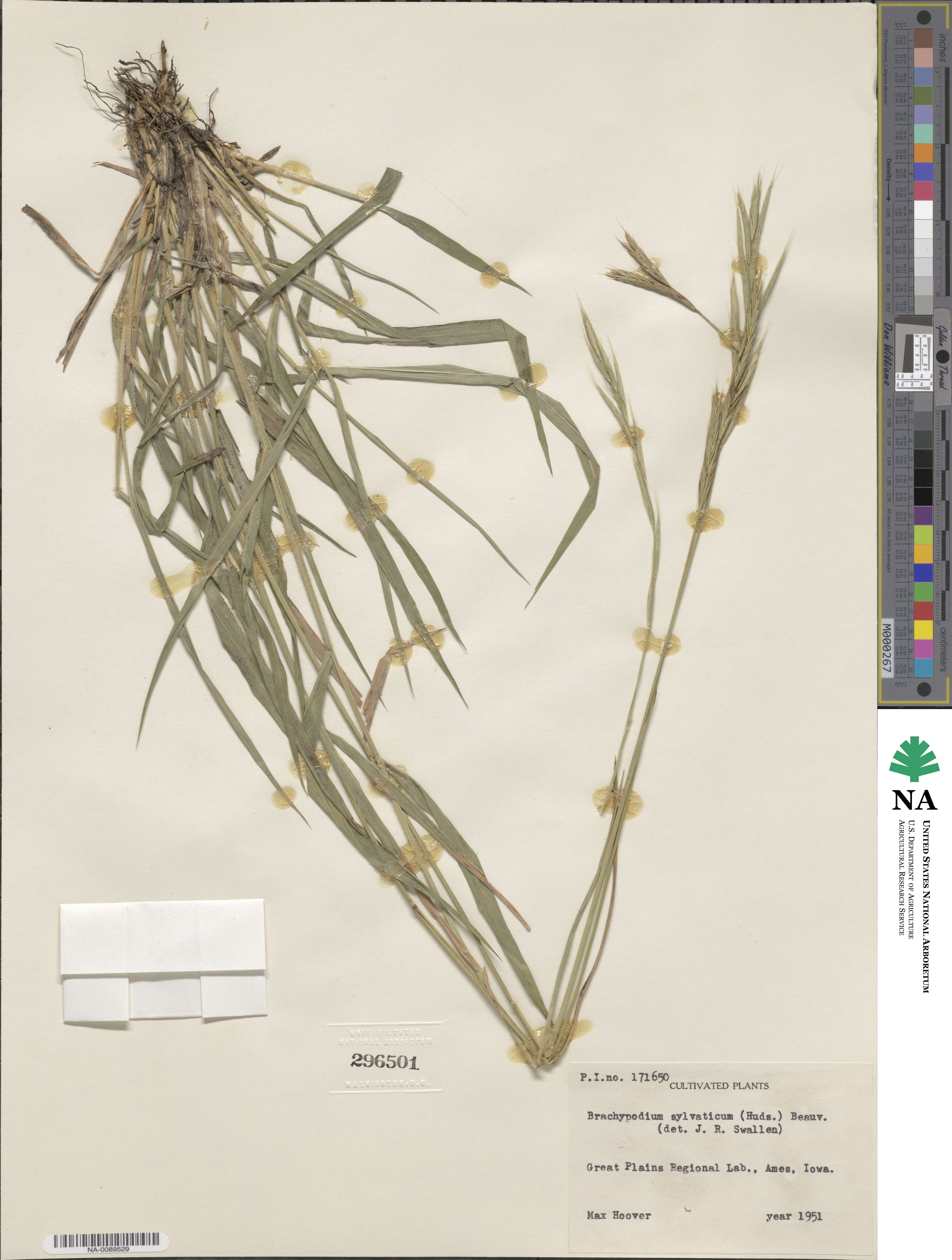 Brachypodium sylvaticum image