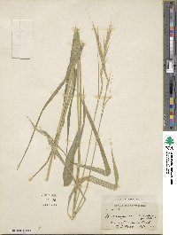 Brachypodium sylvaticum image