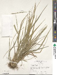 Brachypodium sylvaticum image