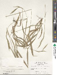 Brachypodium sylvaticum image