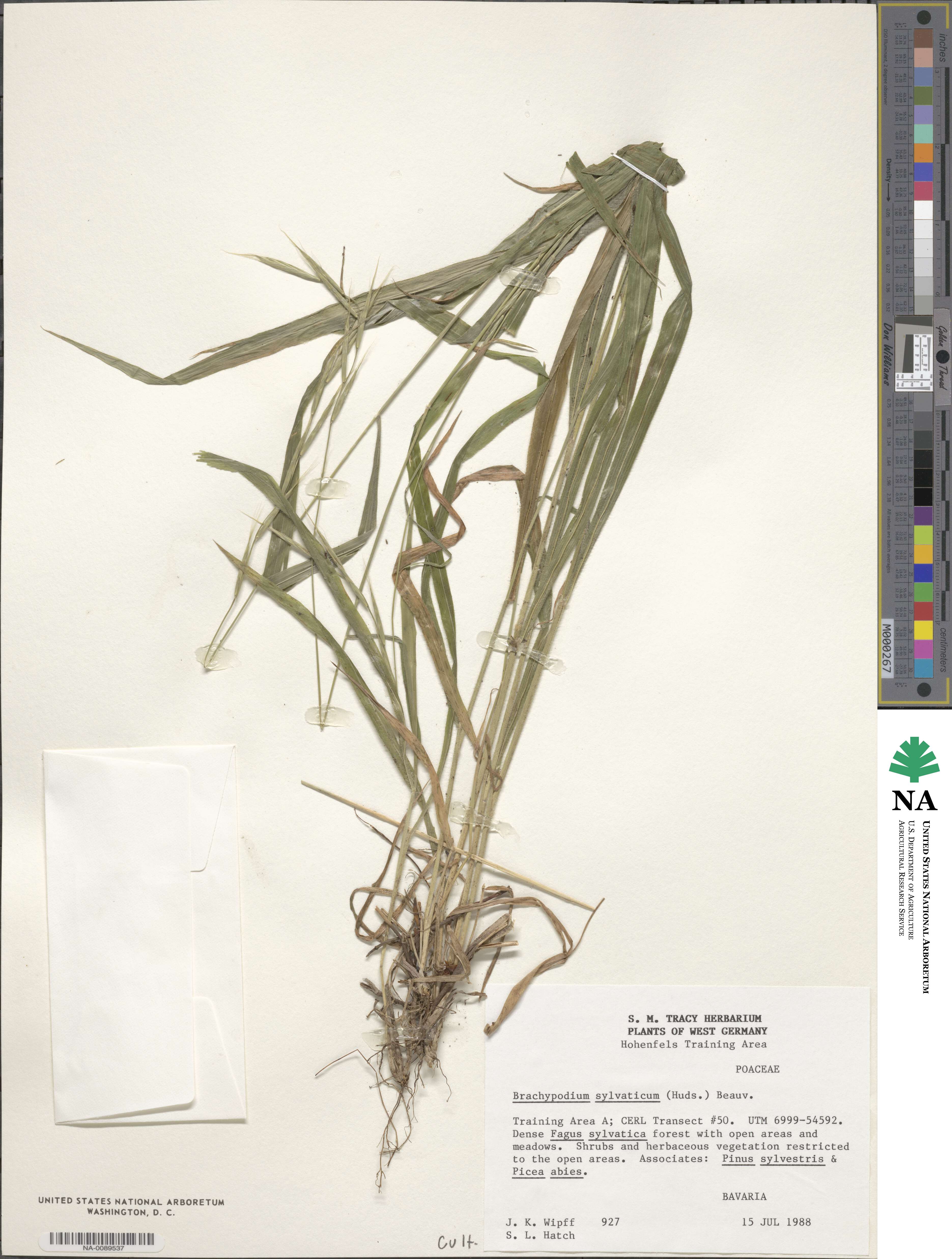 Brachypodium sylvaticum image