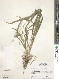 Brachypodium sylvaticum image