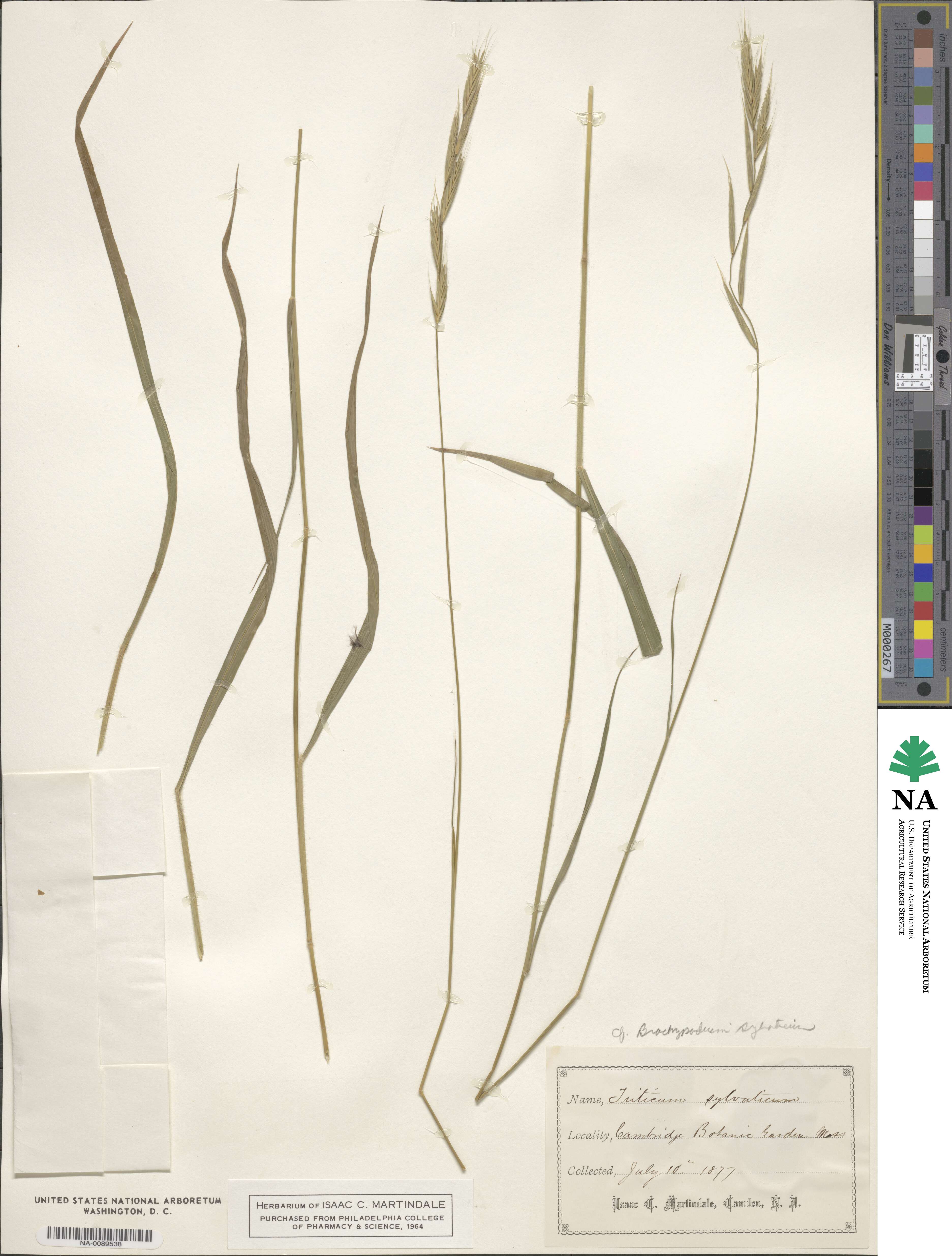 Brachypodium sylvaticum image