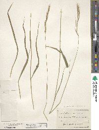 Brachypodium sylvaticum image