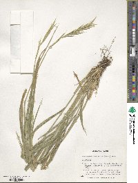 Brachypodium sylvaticum image