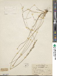 Chascolytrum subaristatum image