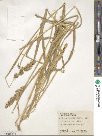 Image of Lombardochloa rufa