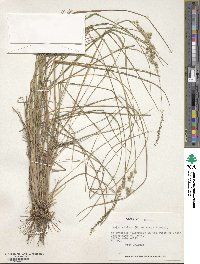 Chascolytrum subaristatum image