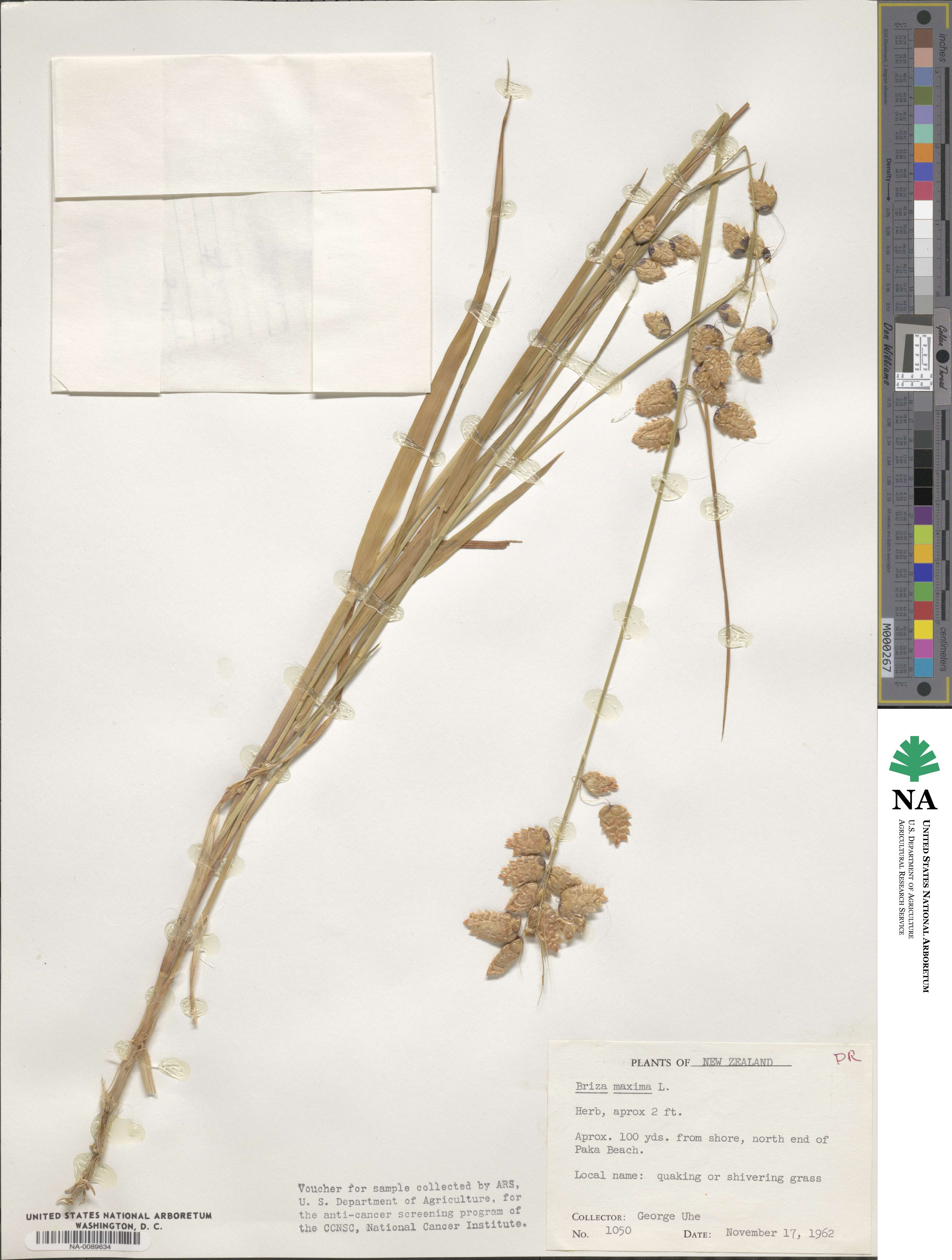 Briza maxima image