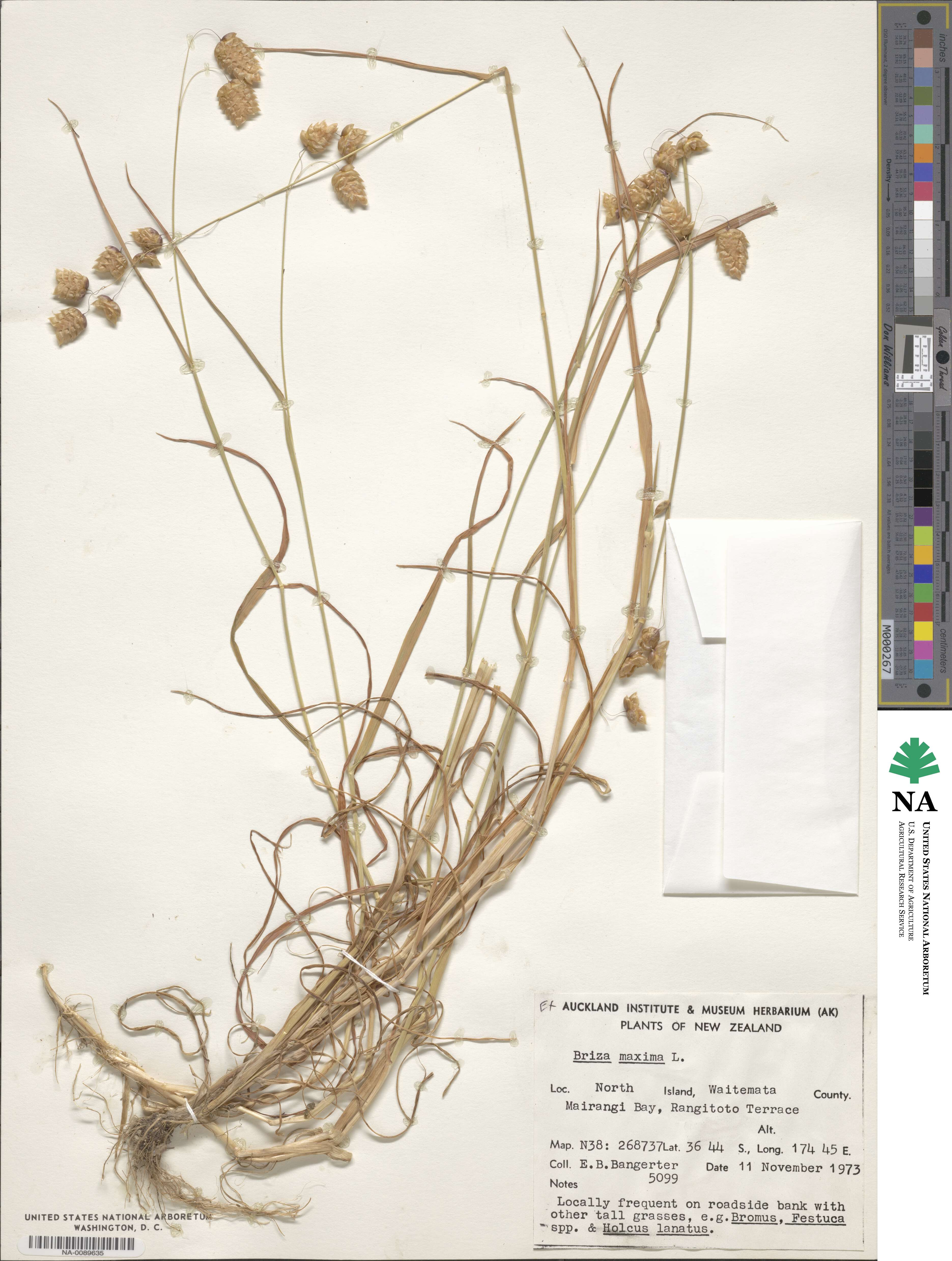 Briza maxima image