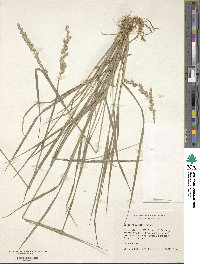 Chascolytrum subaristatum image