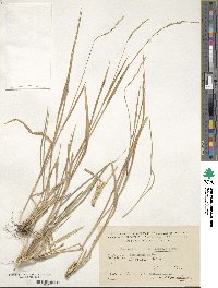 Bromus erectus image