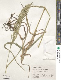 Bromus inermis image