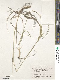 Bromus riparius image