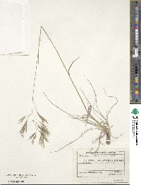 Bromus riparius image