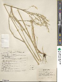 Bromus sitchensis var. aleutensis image