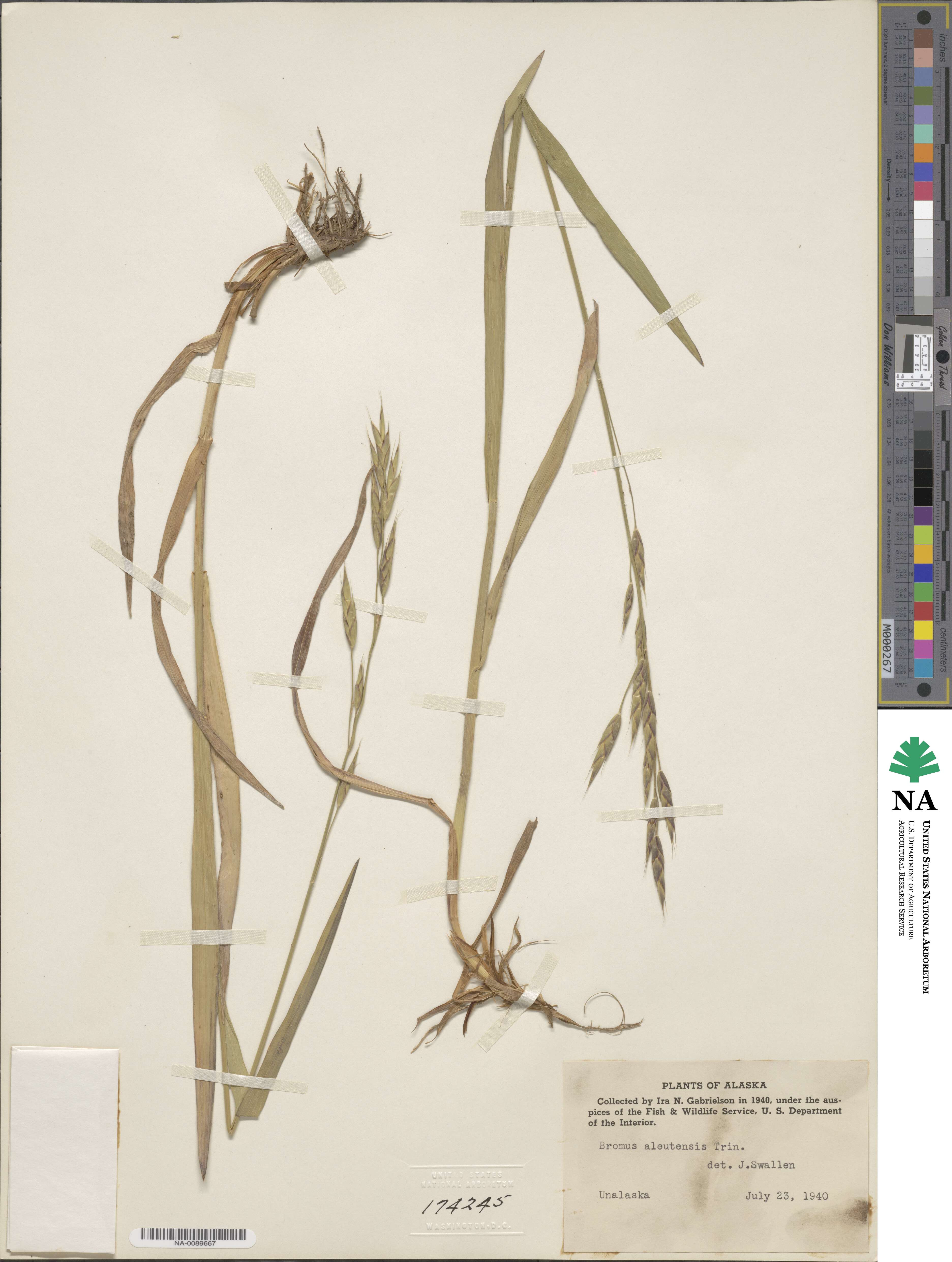 Bromus sitchensis var. aleutensis image