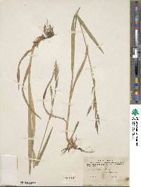 Bromus sitchensis image